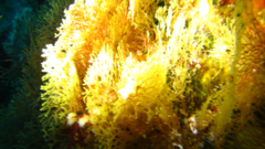 Dictyocladium monilifer