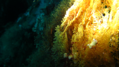 Dictyocladium monilifer