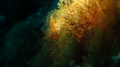 Dictyocladium monilifer