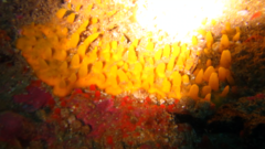 Ciocalypta polymastia