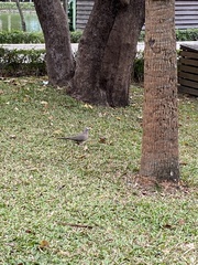 Streptopelia chinensis