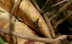 Harmochirus exaggeratus