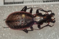 Carabus irregularis bucephalus