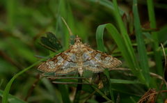 Sameodes