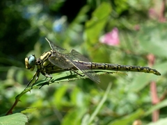 Gomphus simillimus
