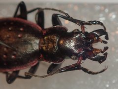 Carabus irregularis bucephalus