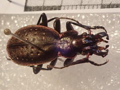 Carabus irregularis bucephalus