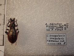 Carabus irregularis bucephalus