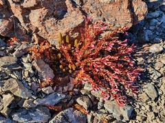Epilobium porphyrium