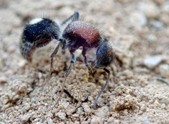 Sigilla dorsata