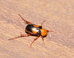 Phyllotocus bimaculatus