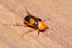 Phyllotocus bimaculatus