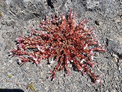 Epilobium porphyrium