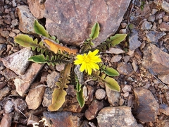 Sonchus novae-zelandiae