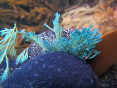 Virididentula dentata