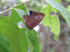 Arhopala madytus