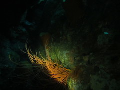 Perissogorgia vitrea