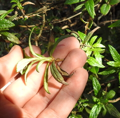 Neolasioptera mimuli