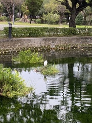 Egretta garzetta