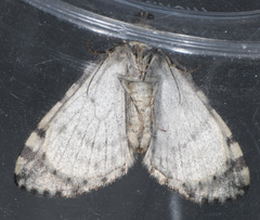 Hydriomena albifasciata