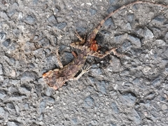 Diploderma polygonatum polygonatum