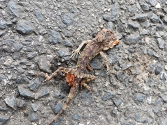 Diploderma polygonatum polygonatum