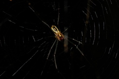 Trichonephila fenestrata