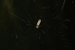 Trichonephila fenestrata