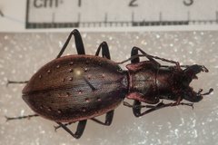 Carabus irregularis bucephalus