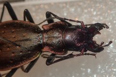 Carabus irregularis bucephalus