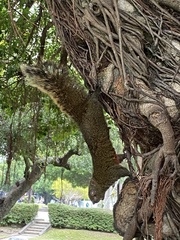 Callosciurus erythraeus thaiwanensis