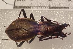 Carabus irregularis bucephalus