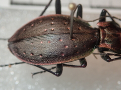 Carabus irregularis bucephalus