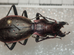 Carabus irregularis bucephalus