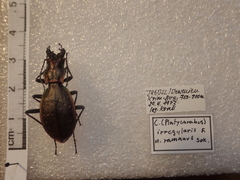 Carabus irregularis bucephalus