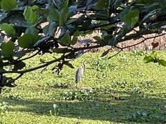 Ardea purpurea