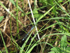 Coenagrion ornatum