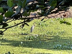 Ardea purpurea