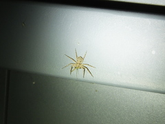 Philodromus spinitarsis