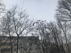 Turdus pilaris
