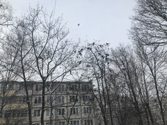 Turdus pilaris