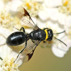 Hylaeus primulipictus