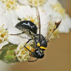 Hylaeus primulipictus