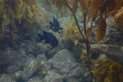 Parma alboscapularis