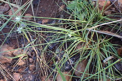 Cyperus margaritaceus
