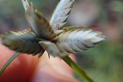 Cyperus margaritaceus