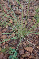 Aristida congesta congesta