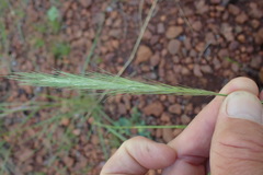 Aristida congesta congesta
