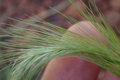 Aristida congesta congesta