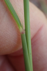 Aristida congesta congesta